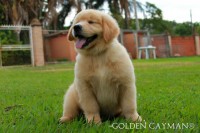 Golden Retriever – Filhote macho à venda