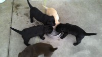 Labrador – brincalhões e inteligentes