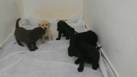 Labrador – brincalhões e inteligentes