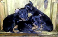 Vendo filhotes de Pinscher