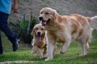 Filhote de golden retriever
