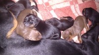 Doberman filhote