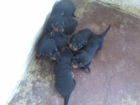 Filhotes de Rottweller