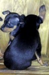 Vendo filhotes de Pinscher