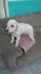 Poodle Fêmea com 1 ano