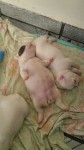 Filhotes de Buldogue Francês