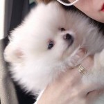 Lindo bebe de spitz alemão anão branco