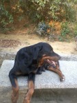 Filhotes de Rottweller