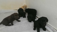 Labrador – brincalhões e inteligentes