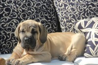 Filhote Fila Brasileiro