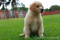 Golden Retriever – Filhote macho à venda