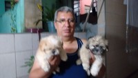 Lhasa apso