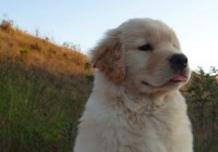 Filhote de golden retriever
