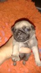 Vende-se pug