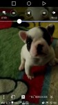 Filhotes de Buldogue Francês