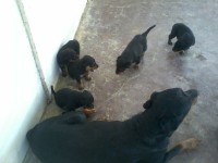 Filhotes de Rottweller