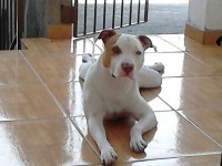 Filhotes de Pitbull