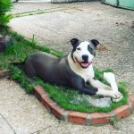 Vendo ( ou troco) um filhote de american sttafordshire terrier