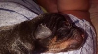 Doberman filhote