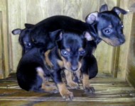 Vendo filhotes de Pinscher