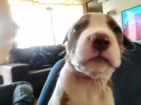 Filhotes de Pitbull