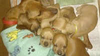 Lindos filhotes de Basset