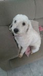 Poodle Fêmea com 1 ano