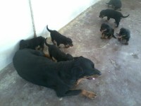 Filhotes de Rottweller