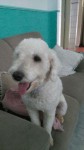 Poodle Fêmea com 1 ano