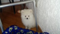 Lindo bebe de spitz alemão anão branco
