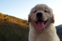 Filhote de golden retriever