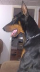 Doberman filhote
