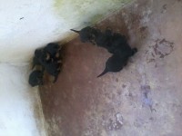 Filhotes de Rottweller