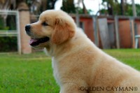 Golden Retriever – Filhote macho à venda