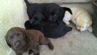 Labrador – brincalhões e inteligentes