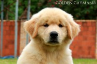 Golden Retriever – Filhote macho à venda