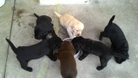 Labrador – brincalhões e inteligentes