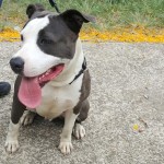 Vendo ( ou troco) um filhote de american sttafordshire terrier