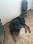 Filhotes de Rottweller