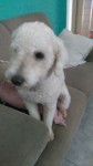 Poodle Fêmea com 1 ano