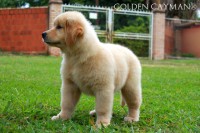 Golden Retriever – Filhote macho à venda