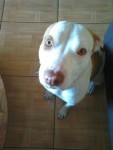 Filhotes de Pitbull