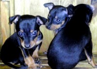 Vendo filhotes de Pinscher