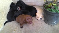 Labrador – brincalhões e inteligentes