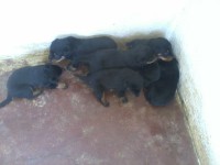 Filhotes de Rottweller