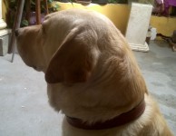 Doa-se Labrador em Guarulhos