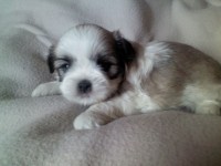 Belíssimos Shih-Tzu Filhotes