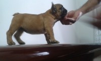 Bulldog francês