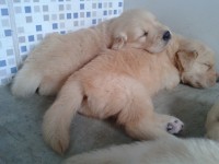 Filhotes de Golden Retriever