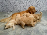 Filhotes de Golden Retriever